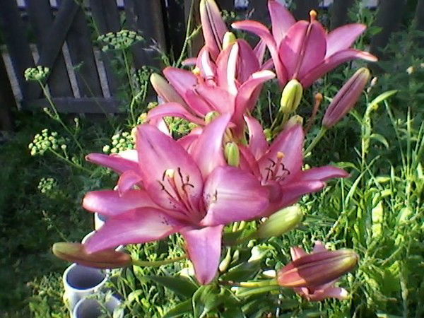 Валентина Новицкая