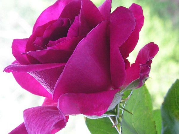 Марина Панова