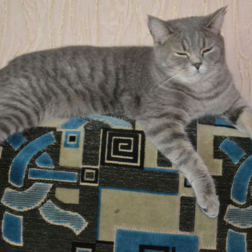 Алиса Северова