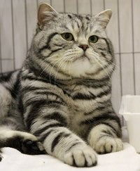 Данара Уланова