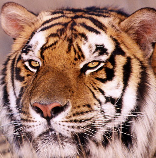 Александр Кулинцев