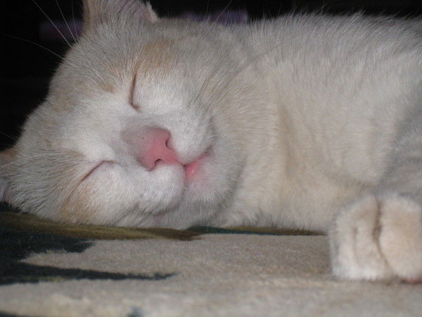 Александр Голышев