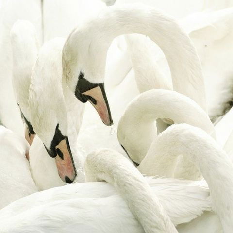 Елена Елена