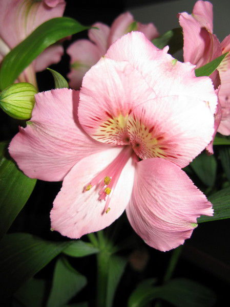 Татьяна Ивах