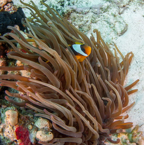 Наталья Магай