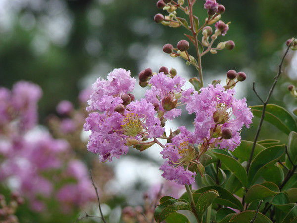 Елена Жихарева -Филева