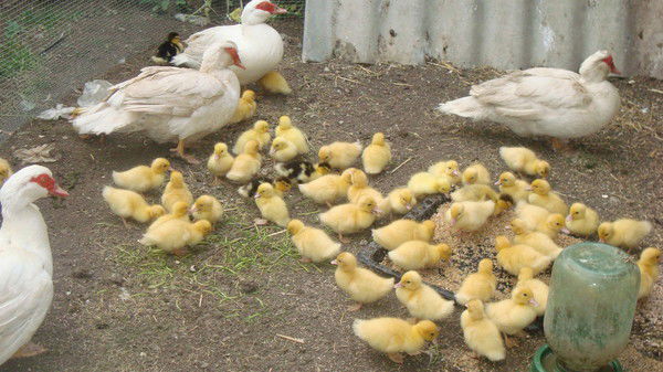 Сергей Кулибаба