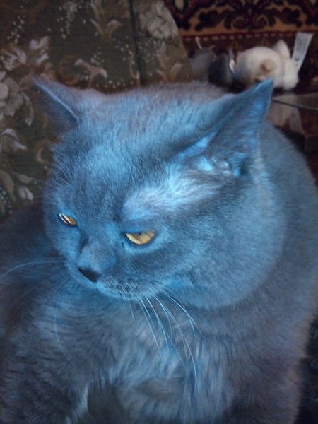 Алексей Негодяев