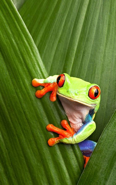 Юрий Богданов