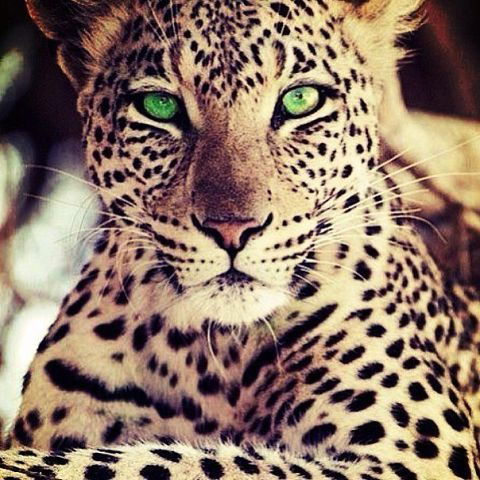 Ольга Казанцева