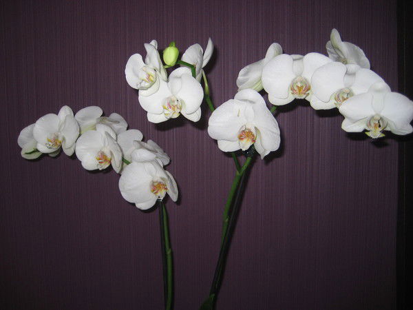 Татьяна Кутовых