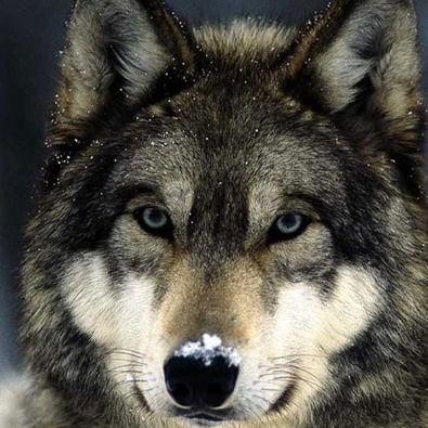 Сергей Сарапин