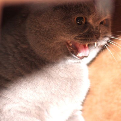 Святослав Петров