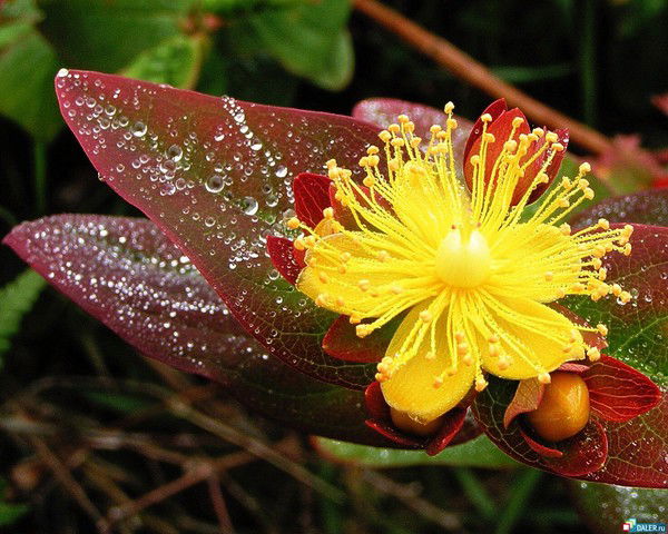 Ольга Питьёва