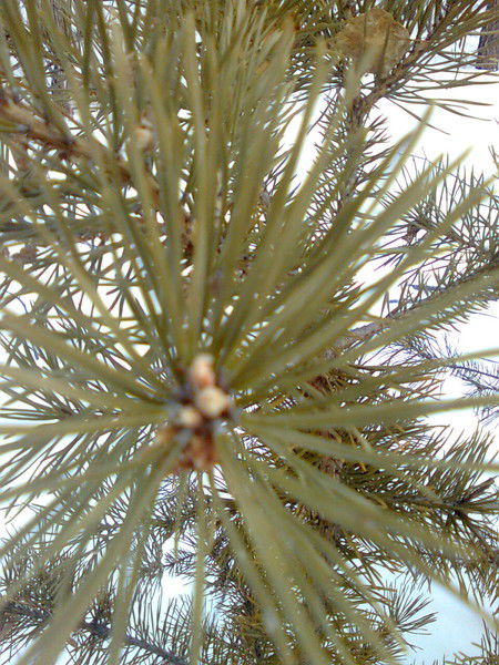 Aсель Жунусова