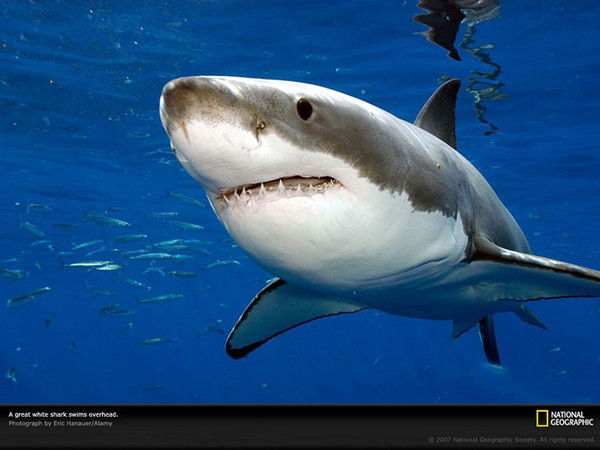 Дмитрий Душенков