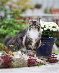 Никита Чурсин