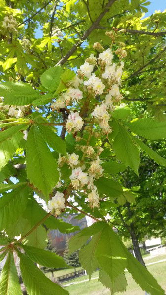 Наталья Туманова