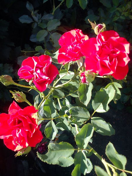 Ирина Решетникова