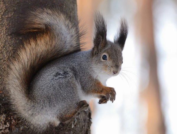 Александра Александра