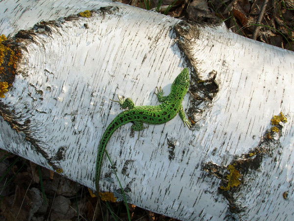 *** Лариса ***