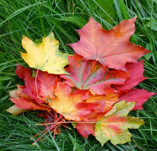 Наталия Пьянкова