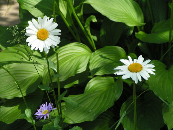 Инна Травникова