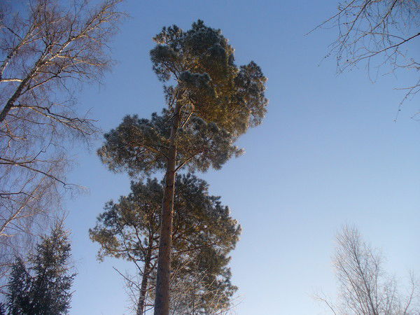 Алексей Бурнышев