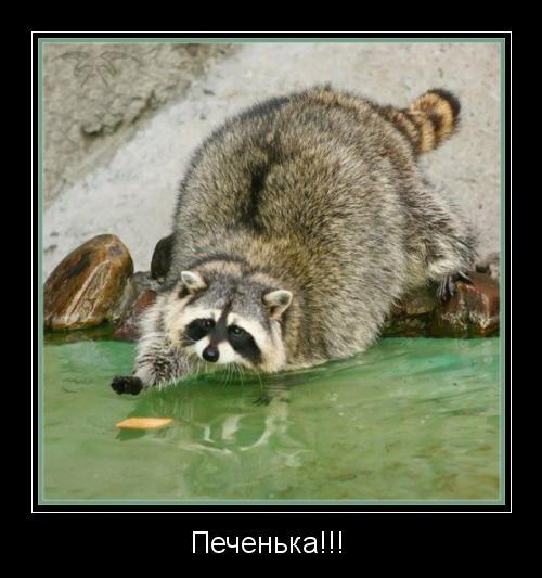 Kirill Raccoon