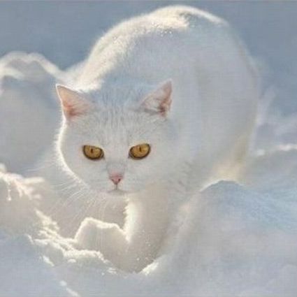 Михаил Новоселов