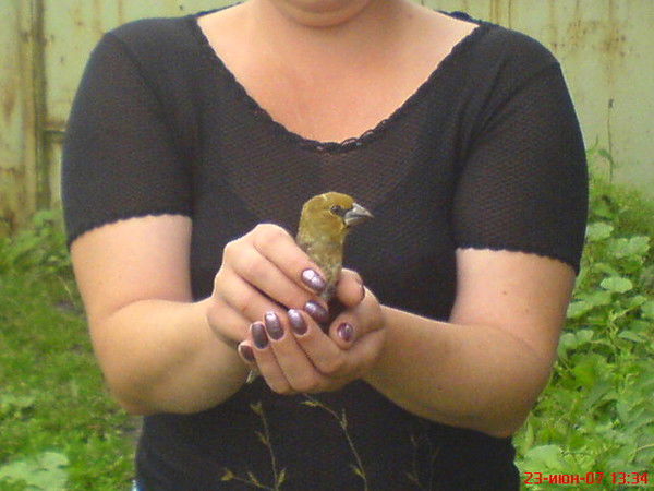 Татьяна Вершинская