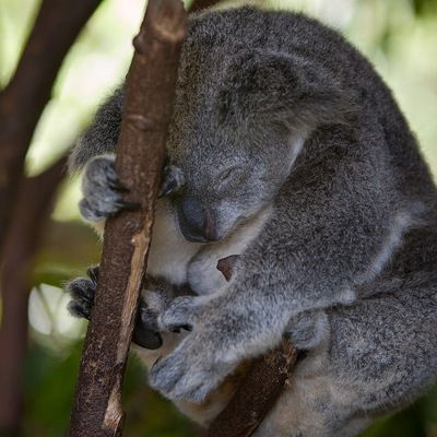 Дмитрий Койнов