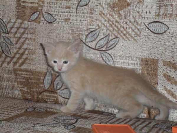 Дима Голоденко