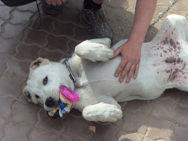 Андрей Андреев