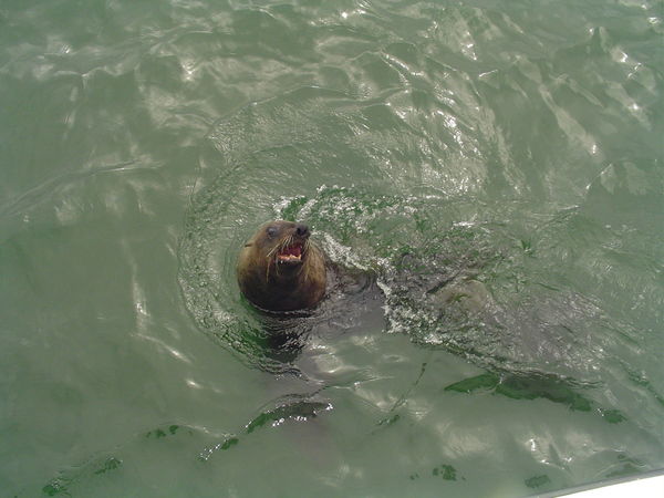 Остап Бензобаков