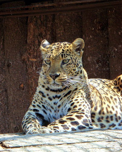 Анна Васильева