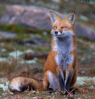 Эльмира Джафарова