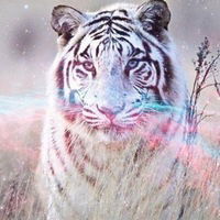 Таня Кустова