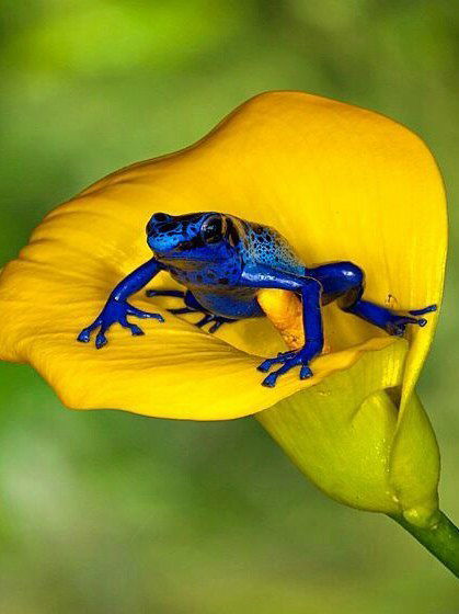 Дина Федосова