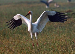 Егор Маслов