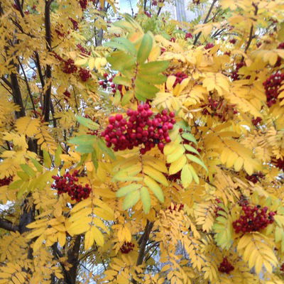 Янина Котович