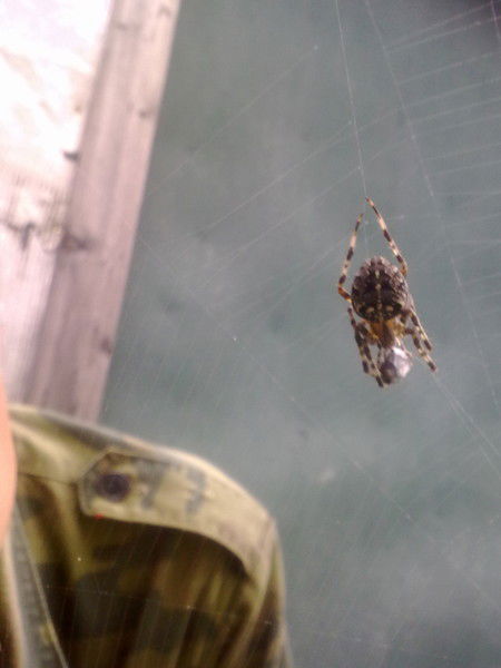 Алексей Зиновьев