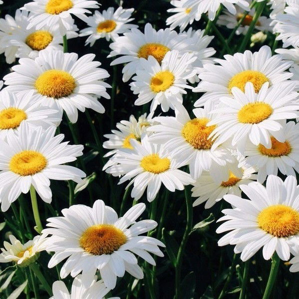 Олеся Чернушич