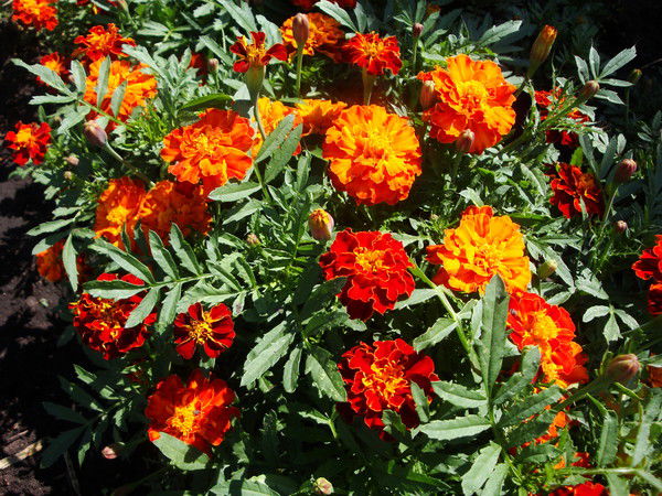 Татьяна Иванова