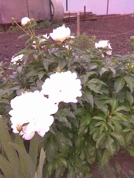 Татьяна *******