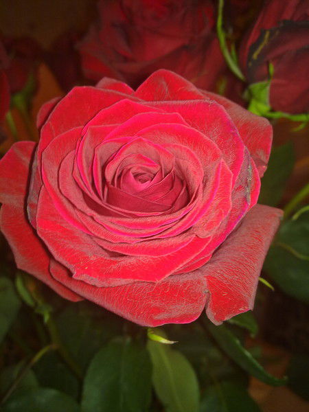 Лена Лежнева