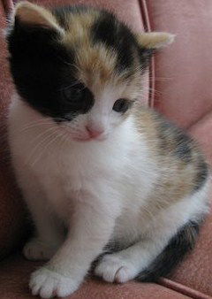 Алёнка Ковалёва