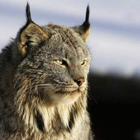 Андрей Петров