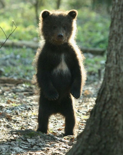 Медвежонок Медвежонок