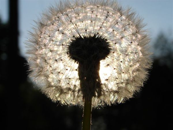 Ольга Гулеша